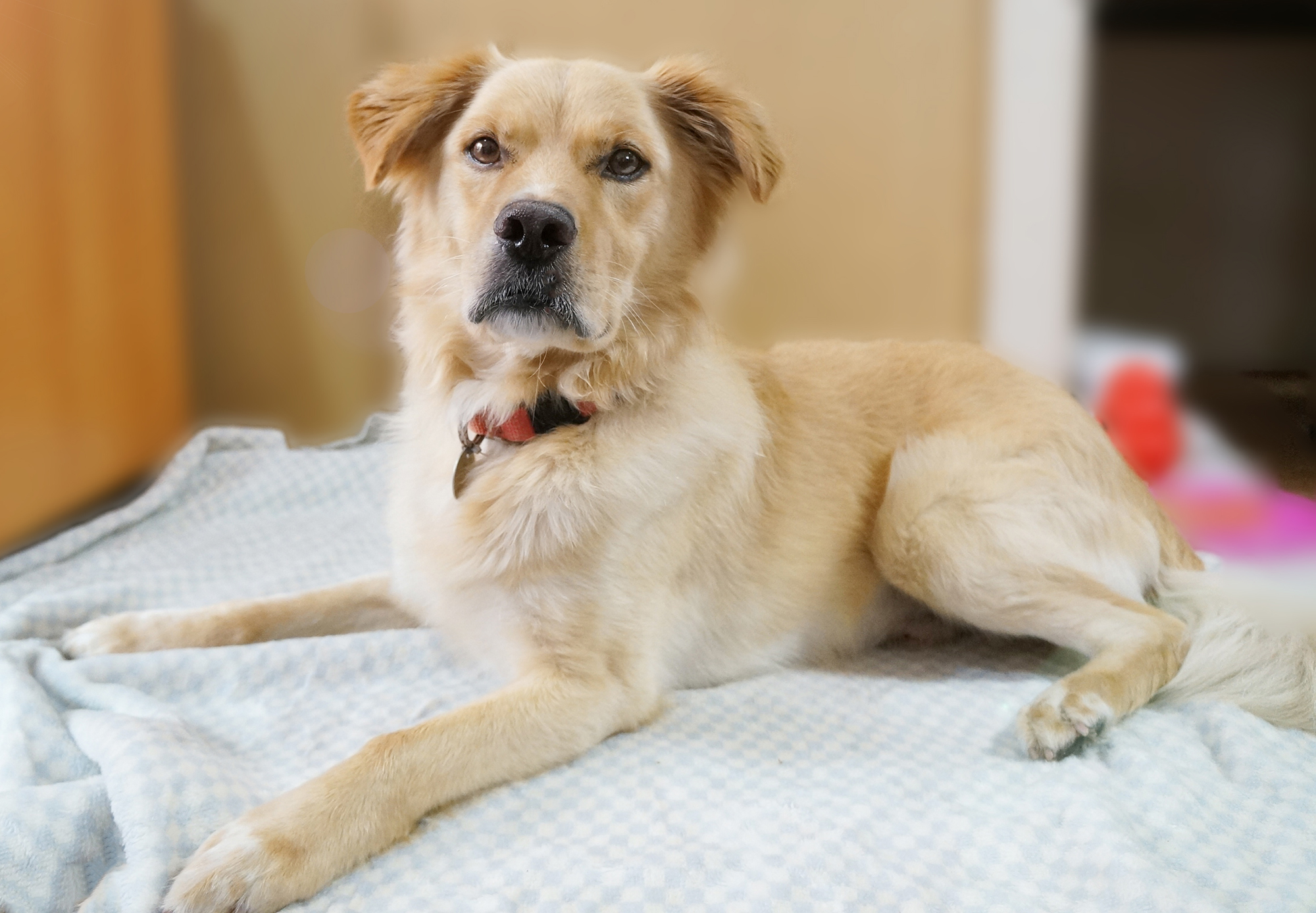 Always a holiday: Want to have Christmas all year long? Well then check out this dog, whose name is Christmas, and think about bringing him into your home. | MACHIKO NAKANO