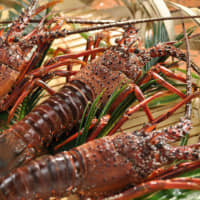 Highly prized <em>Ise-ebi</em> (Japanese spiny lobster) is caught in Ise Bay in Mie Prefecture. | \"RED PUMPKIN\" @ YAYOI KUSAMA, 2006 NAOSHIMA MIYANOURA PORT SQUARE PHOTO / DAISUKE AOCHI