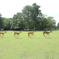 Around 1,200 deer can be found wandering Nara Park in the city of Nara. The park is also home to historic Todaiji Temple, Kohfukuji Temple and Kasuga Grand Shrine &#8212; all are part of the UNESCO World Heritage site Historic Monuments of Ancient Nara. | YOSHINOYAMA TOURIST ASSOCIATION