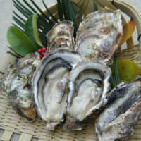 Fresh oysters | HIROSHIMA PREFECTURE