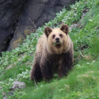 A Yezo brown bear on the Shiretoko Peninsula | &#169;SHIRETOKO RAUSU LINCLE