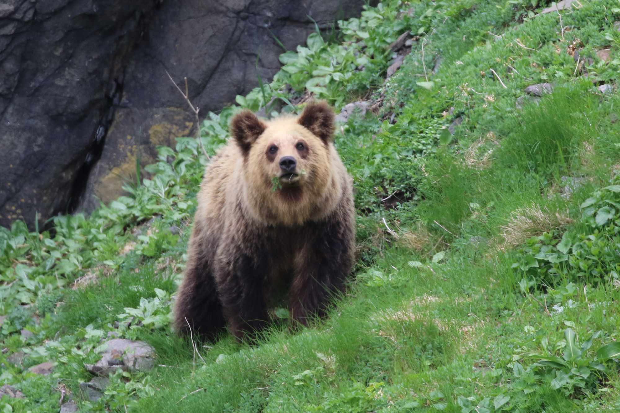 A Yezo brown bear on the Shiretoko Peninsula | ©SHIRETOKO RAUSU LINCLE