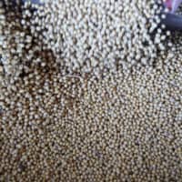 Soybeans fall into a bin as a trailer is filled at a farm in Buda, Illinois, July 6. | REUTERS