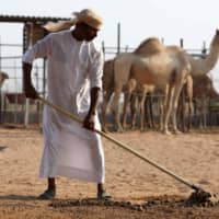 A camel herder collects dung at a farm in Adhen Village, Ras al Khaimah, United Arab Emirates, July 16. | REUTERS