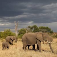 A herd of elephants in Tanzania\'s Singita Grumeti Game Reserve | REUTERS