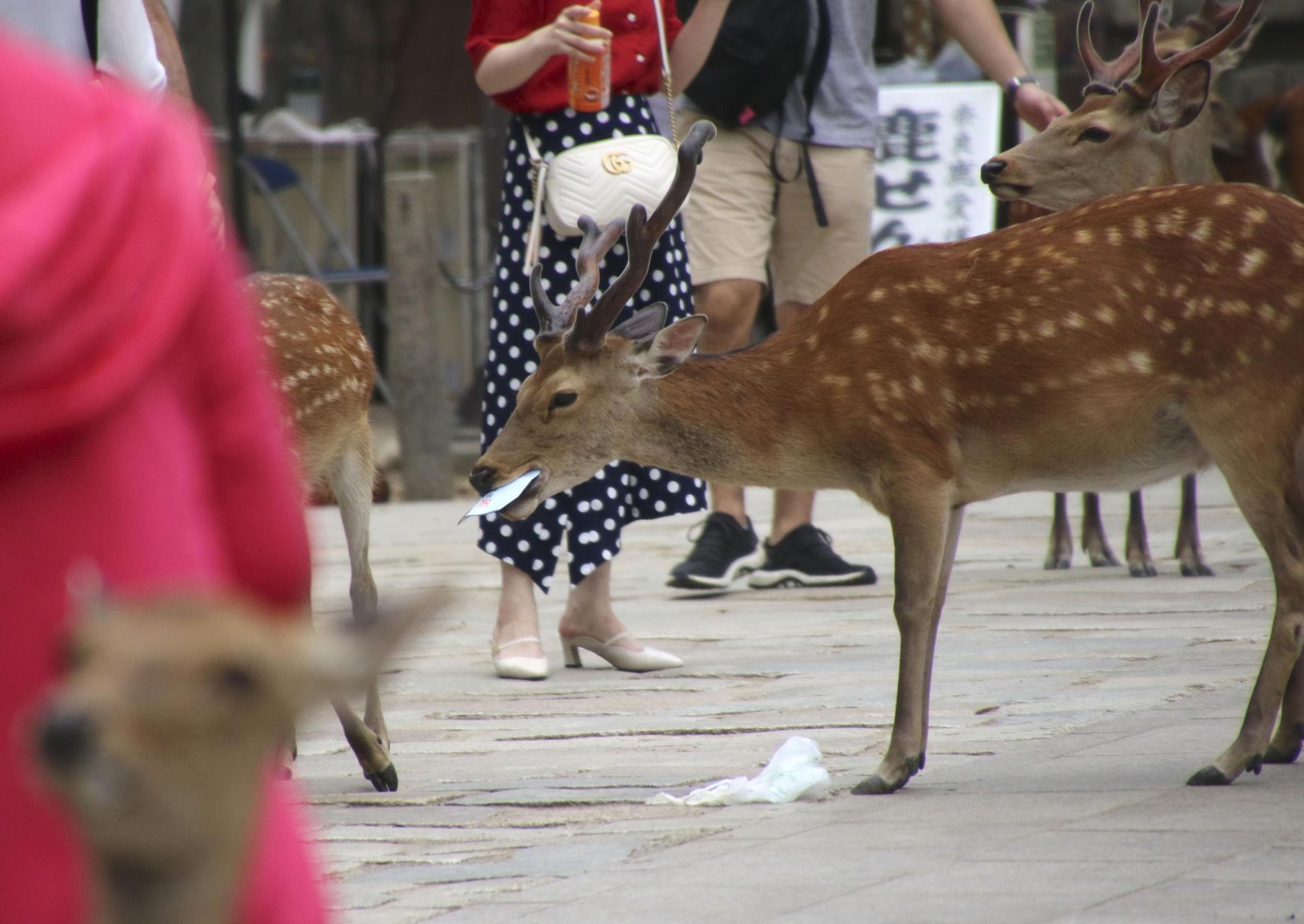 A deer picks up garbage from the ground last month in Nara Park in the city of Nara. Numerous plastic bags were found in the stomachs of more than half of the 14 wild deer that have recently died in the park. | KYODO