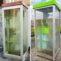 Artist Nobuki Yamamoto’s telephone booth filled with water and goldfish is seen on the right in a photo provided by the artist. Next to it is a photo taken in April last year of a similar telephone booth in Yamatokoriyama, Nara Prefecture. | KYODO