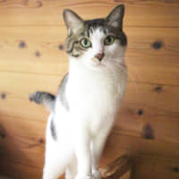 The quiet type: Marumaru is a bit shy at first but if you\'re patient he may sneak up into your lap. | SEITARO MATSUO