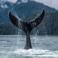 Telling tails: A humpback whale shows its fluke off the Alaska coast. | GETTY IMAGES