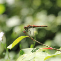 An akatonbo (red dragonfly) | C.W. NICOL AFAN WOODLAND TRUST