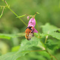 A toramaru hanabachi (bumblebee) | C.W. NICOL AFAN WOODLAND TRUST