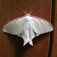 An ōmizuao (Japanese luna moth) | C.W. NICOL AFAN WOODLAND TRUST