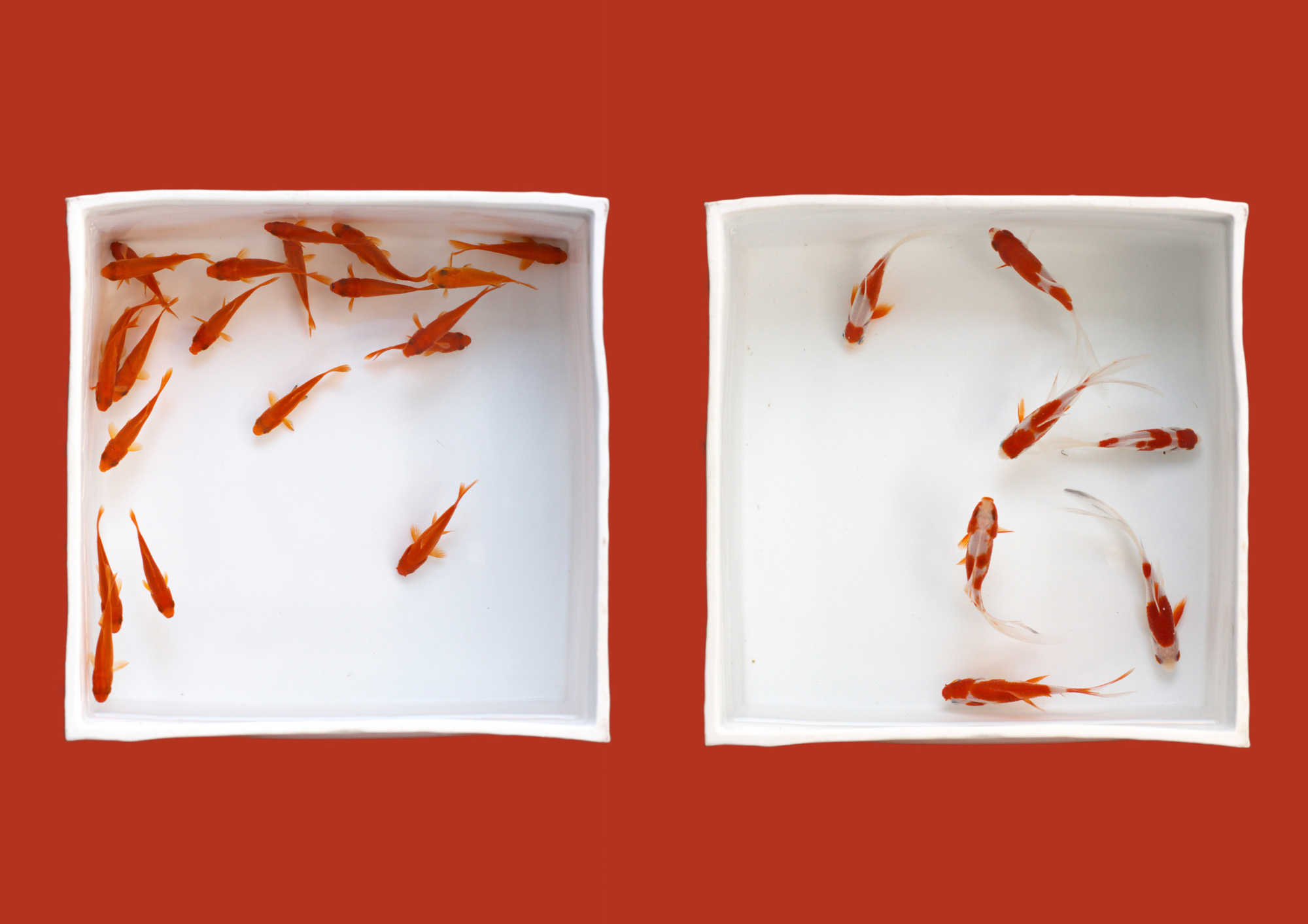 From left: Closest to the species originally introduced to Japan, Koaka Wakin is the goldfish found at summer festival stalls, waiting for quick-handed children to bring them home; aptly named, these slim, lithe Comet fish dart swiftly, their long tail fins trailing gracefully behind. | COURTESY OF KATEIGAHO INTERNATIONAL JAPAN EDITION