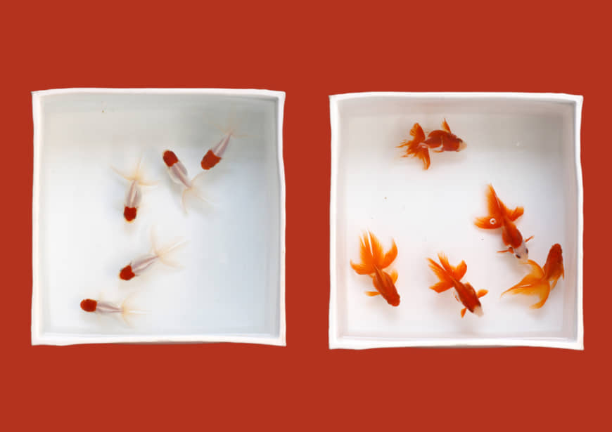 From left: With crimson tops contrasting regally against white, Tancho fish are named after the red-crowned crane; these Sarasa Ryukin specimens, of the Wakin variety, sport their calico look as a result of mutation. Their elegant tail fins sway in the water like oversized fans. | COURTESY OF KATEIGAHO INTERNATIONAL JAPAN EDITION