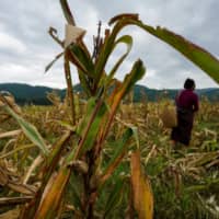 A farmer picks corn in her field at Nuodong village, within Menghai county in Xishuangbanna Dai Autonomous Prefecture, Yunnan Province, on July 13. Farmers in China are bewildered by the formidable fall armyworm, a new pest that has infested crops this year. | REUTERS