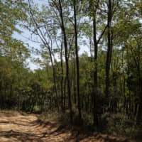 A road cuts through the forest outside the Serbian village of Klinovac. | BLOOMBERG