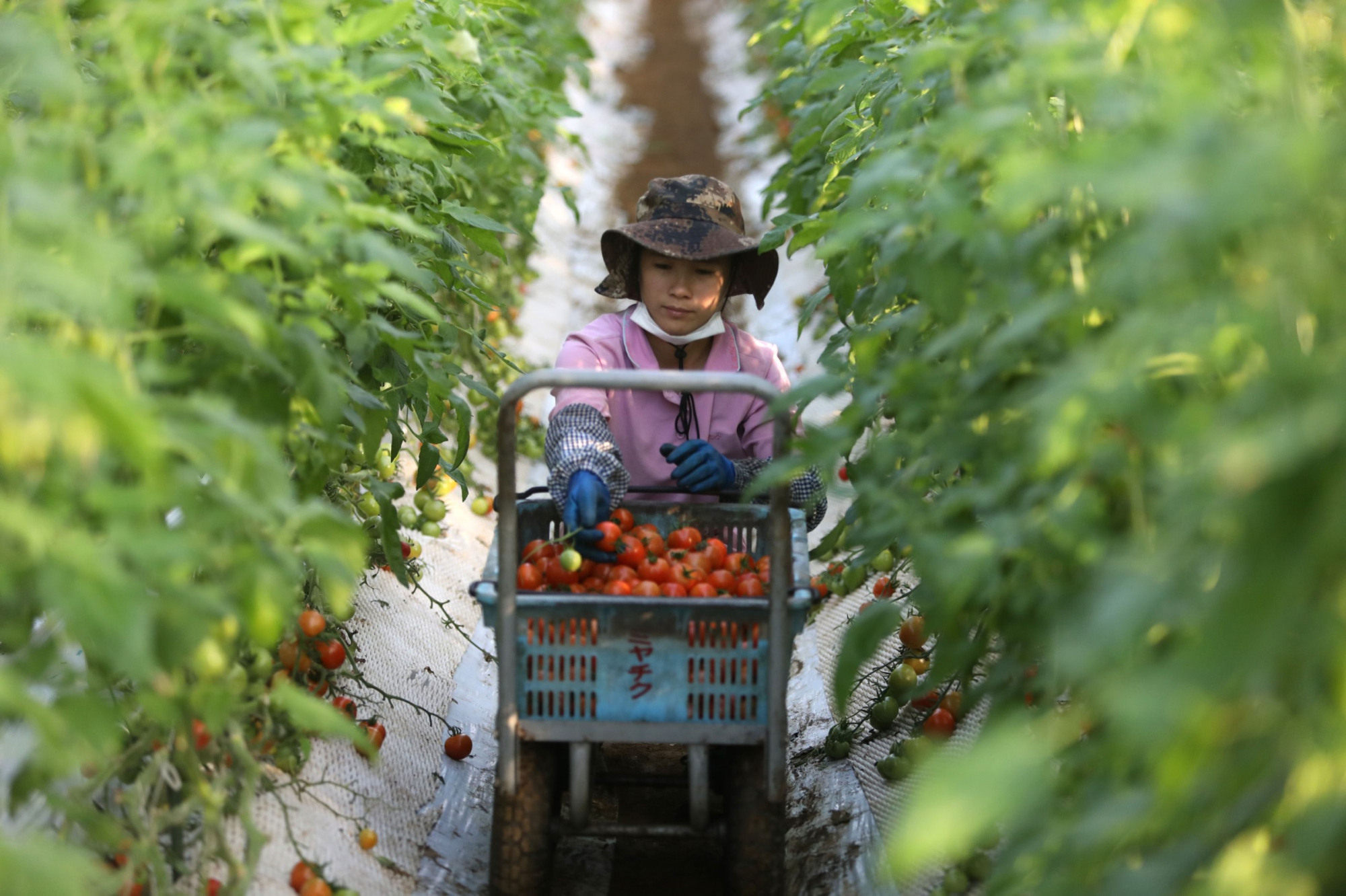 A Vietnamese worker picks tomatoes at a farm in Asahi, Chiba Prefecture, last December. | BLOOMBERG