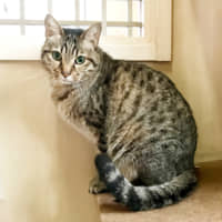 Hoping beyond hope: Colone is a timid cat who is looking for a no-fuss home to spend his days. | CHIAKI MAEDA