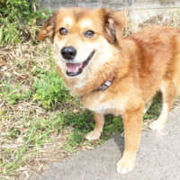 Thank gourd we\'ve found him!: The staff at ARK has nicknamed this sweet little pooch \"Hyotan,\" which is a type of gourd in Japan. | AKIRA KOBAYASHI