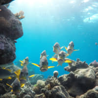 Digital-age technologies and the global clean-energy transition are driving a sharp increase in demand for materials that are abundant in the ocean. | GETTY IMAGES