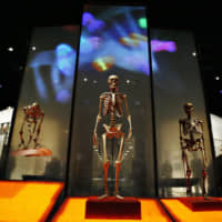 Skeletons of a chimpanzee (left), a \"modern human\" (center) and a Neanderthal stand in the American Museum of Natural History in New York. | BLOOMBERG NEWS