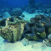 The shells of giant clams can be worth a fortune in China, and has led to fleets of Chinese fishermen taking them illegally from contested waters in the South China Sea. | GETTY IMAGES