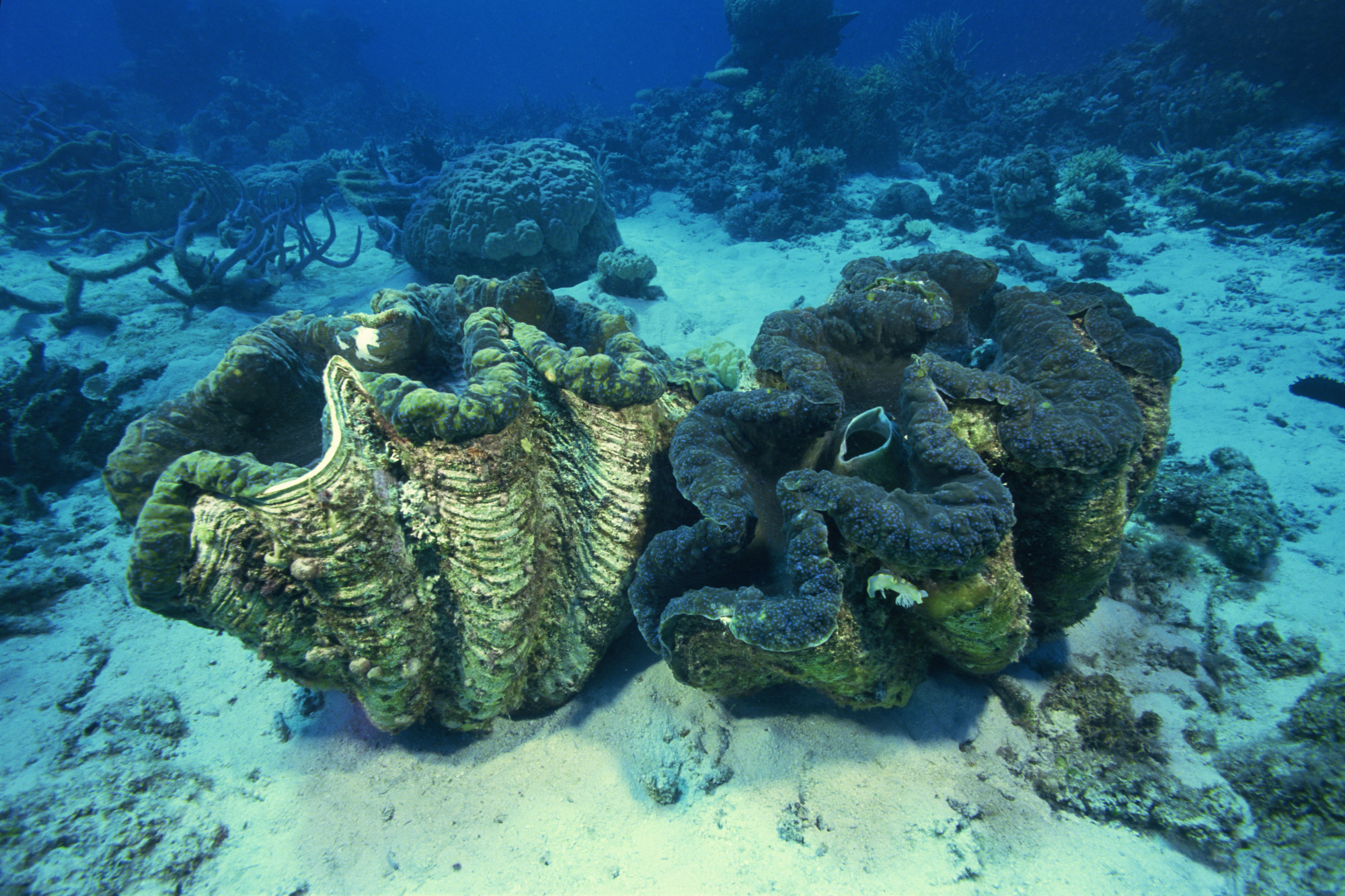 Pictures of clams in the hot sale ocean