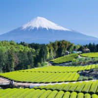 Mount Fuji rises above Shizuoka tea farms. | GETTY IMAGES