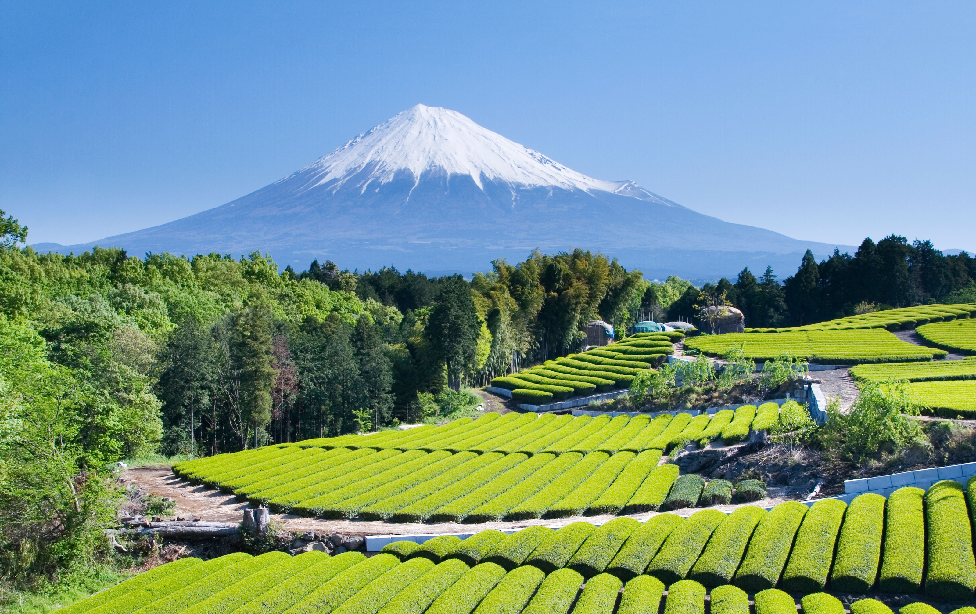 Mount Fuji rises above Shizuoka tea farms. | GETTY IMAGES