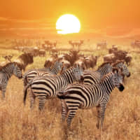 A herd of zebras at the Serengeti National Park in Tanzania. | GETTY IMAGES