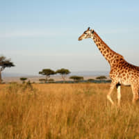 A giraffe in the Kenyan Savanna. | GETTY IMAGES