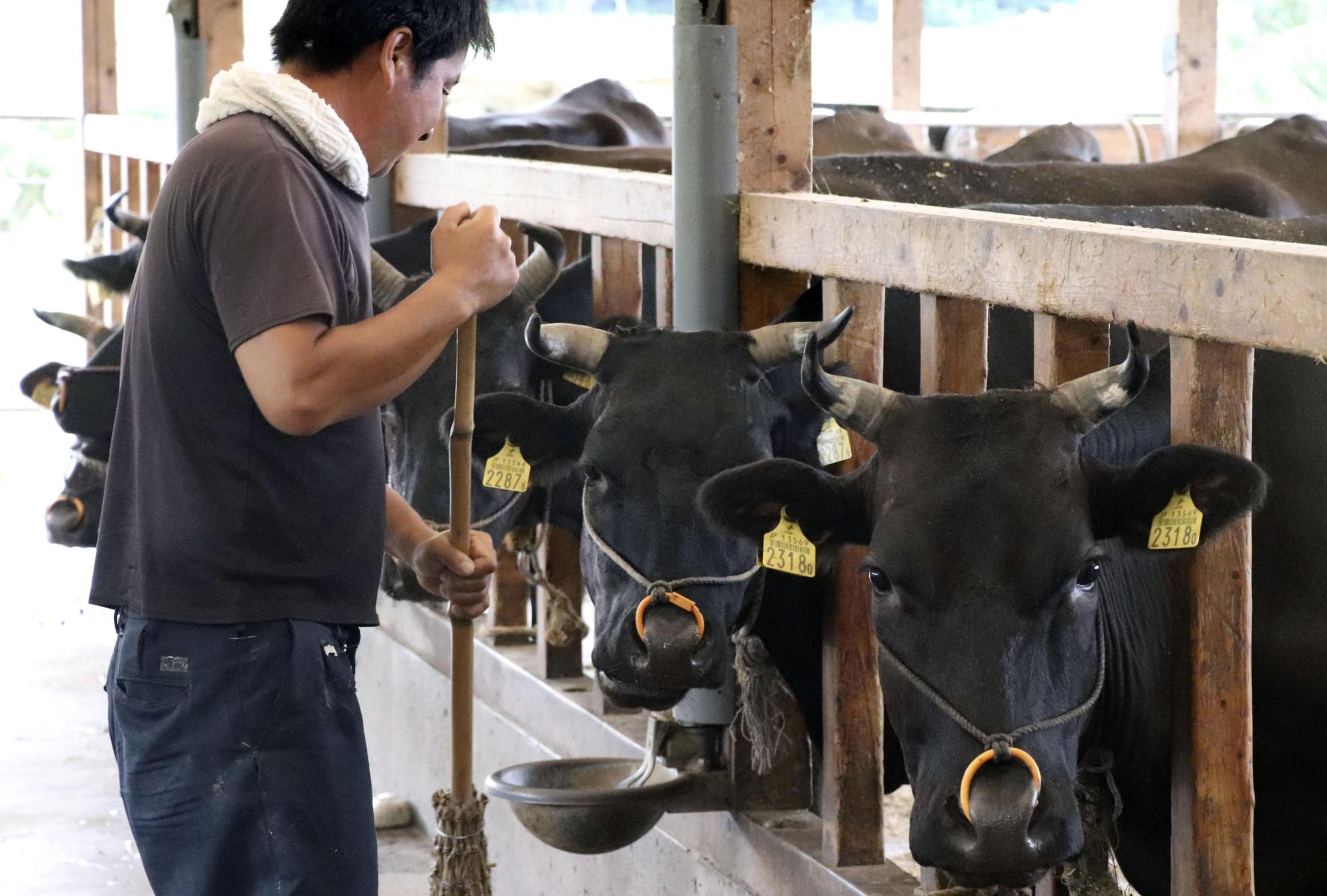 A farmer takes care of beef cattle at his farm in Hoki, Tottori Prefecture, in August. According to sources, the United States has agreed to increase its low-tariff quota for Japanese beef. | KYODO