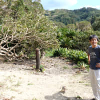 Loquat trees, felled by Typhoon Faxai when it hit Chiba Prefecture earlier this month, are seen in this photo taken in Kenzo Takeba’s orchard in Minamiboso, Chiba Prefecture, on Wednesday.  | CHISATO TANAKA