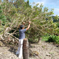 Loquat trees, felled by Typhoon Faxai when it hit Chiba Prefecture earlier this month, are seen in Kenzo Takeba\'s orchard in Minamiboso, Chiba Prefecture, on Wednesday. | CHISATO TANAKA