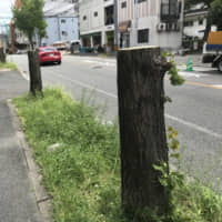 Stumps on Fukudai-dori avenue in Fukuoka are the only reminder of the rows of ginkgo trees that once lined the street. The trees were cut down as part of a project to improve the city\'s barrier-free accessibility. | NISHINIPPON SHIMBUN