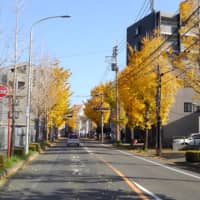 Ginkgo trees with yellow autumn leaves are seen on Fukuoka’s Fukudai-dori avenue in November last year. | NISHINIPPON SHIMBUN
