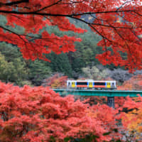 Alight with color: Autumn tends to be greeted fondly after the relentless heat and humidity of the summer that hits most of Japan. | GETTY IMAGES