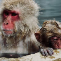 Monkeys with manners: The Joshinetsukogen National Park is home to Japan\'s celebrated hot-spring bathing macaques. | OSCAR BOYD
