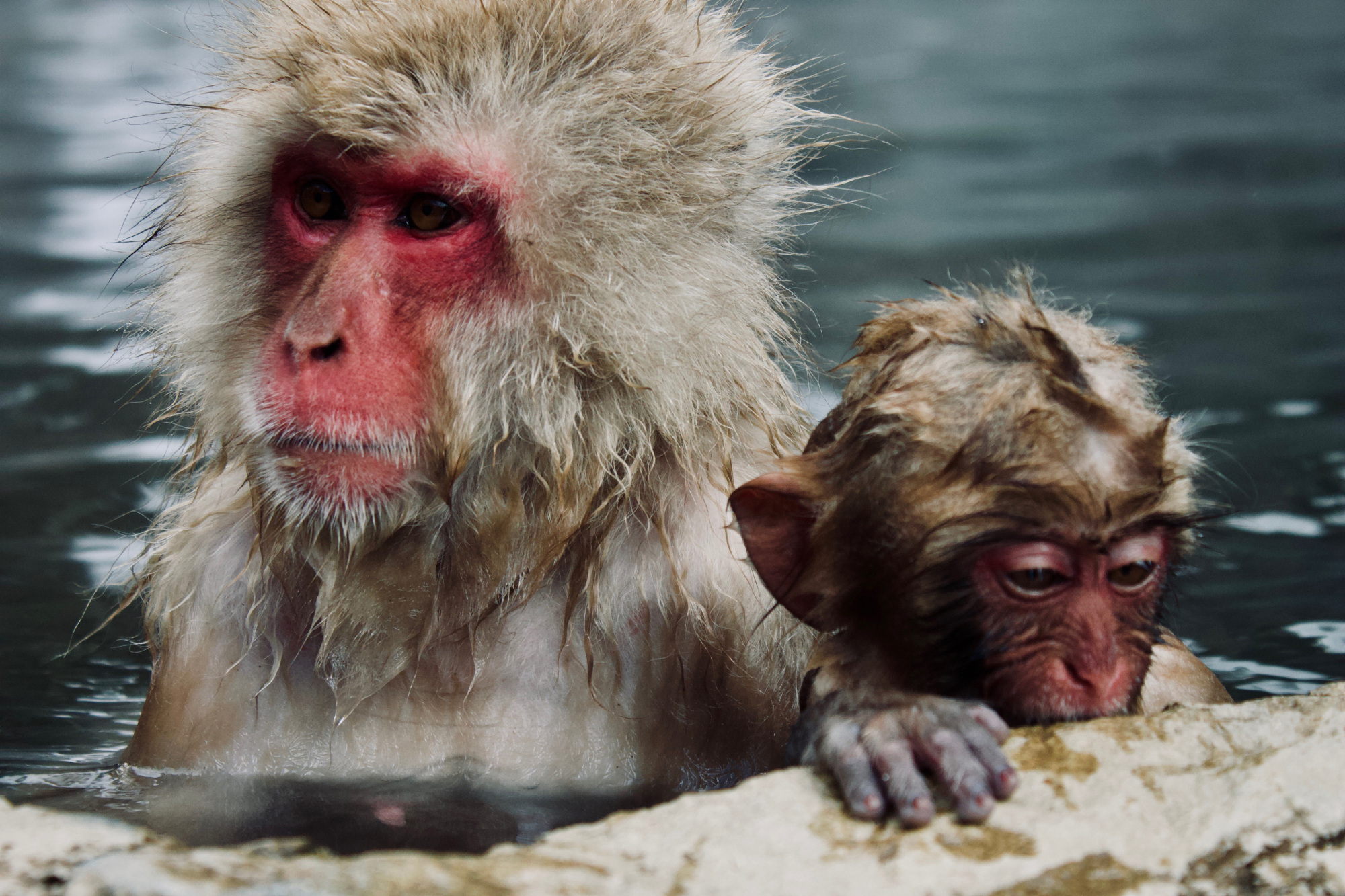 Monkeys with manners: The Joshinetsukogen National Park is home to Japan's celebrated hot-spring bathing macaques. | OSCAR BOYD