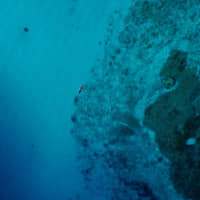 Crystal-clear and coral-filled: A stand-up paddle boarder glides across coral reefs off the coast of the island of Zamami in the Kerama Shoto National Park. | OSCAR BOYD