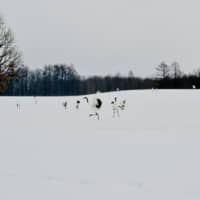 Tips up: Red-crowned snow cranes gather at a feeding site in Kushiro Shitsugen National Park, where there is a resident population of the nationally important bird. | OSCAR BOYD