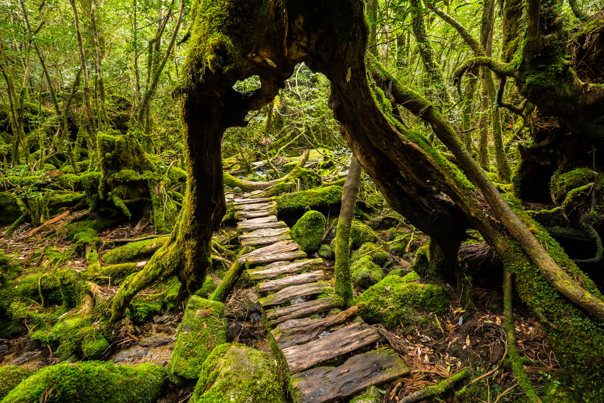 Old-growth: Yakushima National Park is covered in forests of native yakusugi cedar trees and is home to more monkeys and deer than humans. | GETTY IMAGES