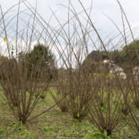 A shared resource: The kōzo (mulberry) used in making Sekishu-banshi is cultivated in a community field near the Kubota workshop. | MASASHI KUMA