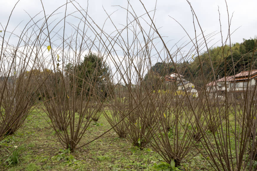 A shared resource: The kōzo (mulberry) used in making Sekishu-banshi is cultivated in a community field near the Kubota workshop. | MASASHI KUMA