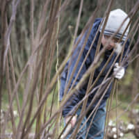 Cut down to size: In winter, raw wood is harvested with diagonal cuts from a sickle, then 1-meter-long lengths are transported to the shop. | MASASHI KUMA