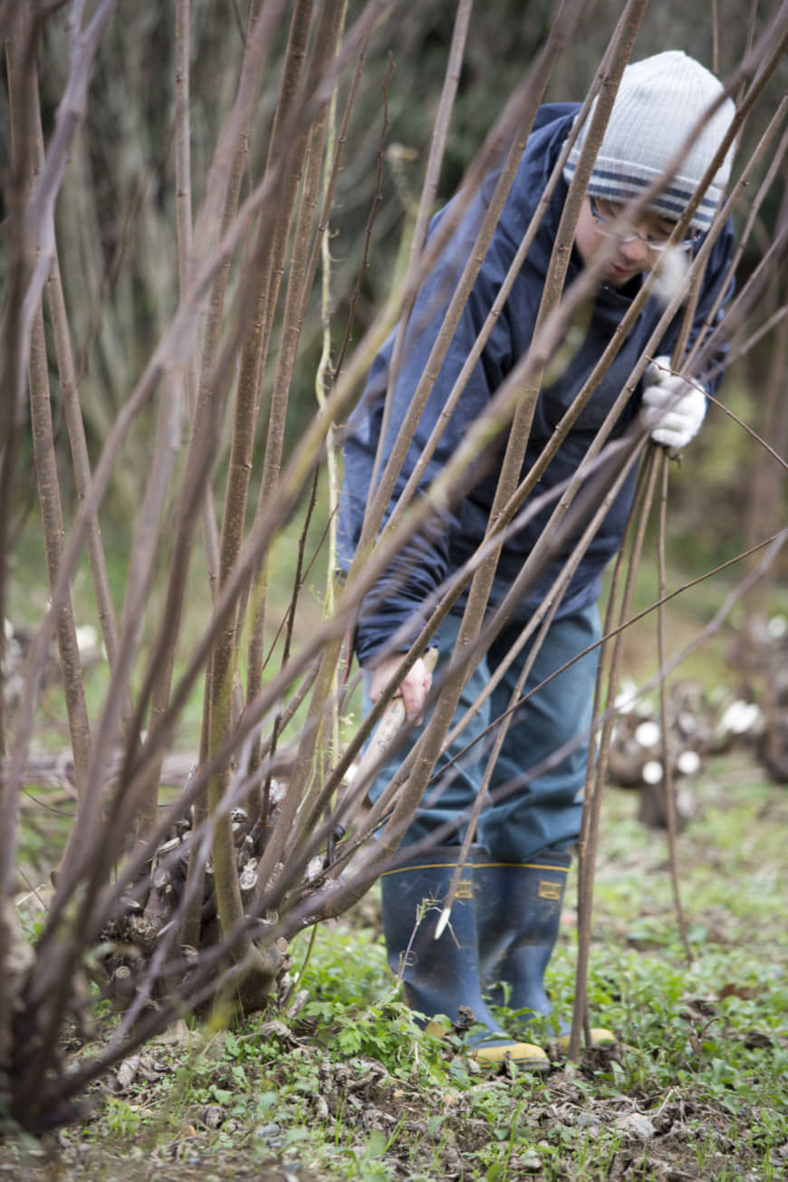Cut down to size: In winter, raw wood is harvested with diagonal cuts from a sickle, then 1-meter-long lengths are transported to the shop. | MASASHI KUMA