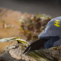 Less is more: After it\'s harvested, the bark of the kōzo (mulberry) gets stripped off. Leaving the bark\'s midlayer intact gives the resulting paper a light-brown tinge and a profound depth. | MASASHI KUMA