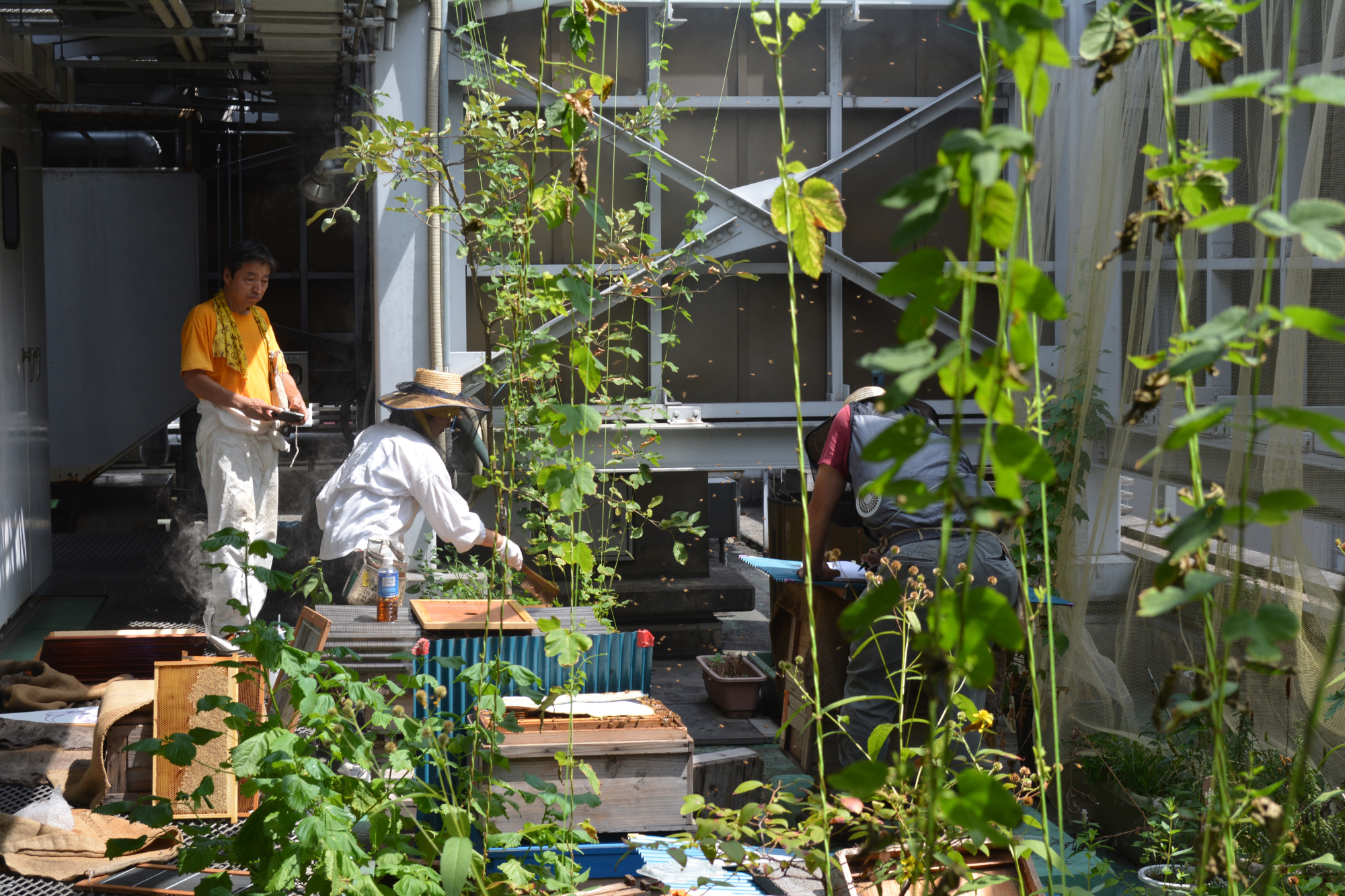 Hives in the sky: The Ginza Honey Bee Project (Ginpachi) has four apiaries and 10 bee gardens scattered across the rooftops of Ginza. | CHIARA TERZUOLO