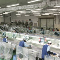 Workers with disabilities sort food trays at one of FP Corp.\'s plants. | FP CORP.