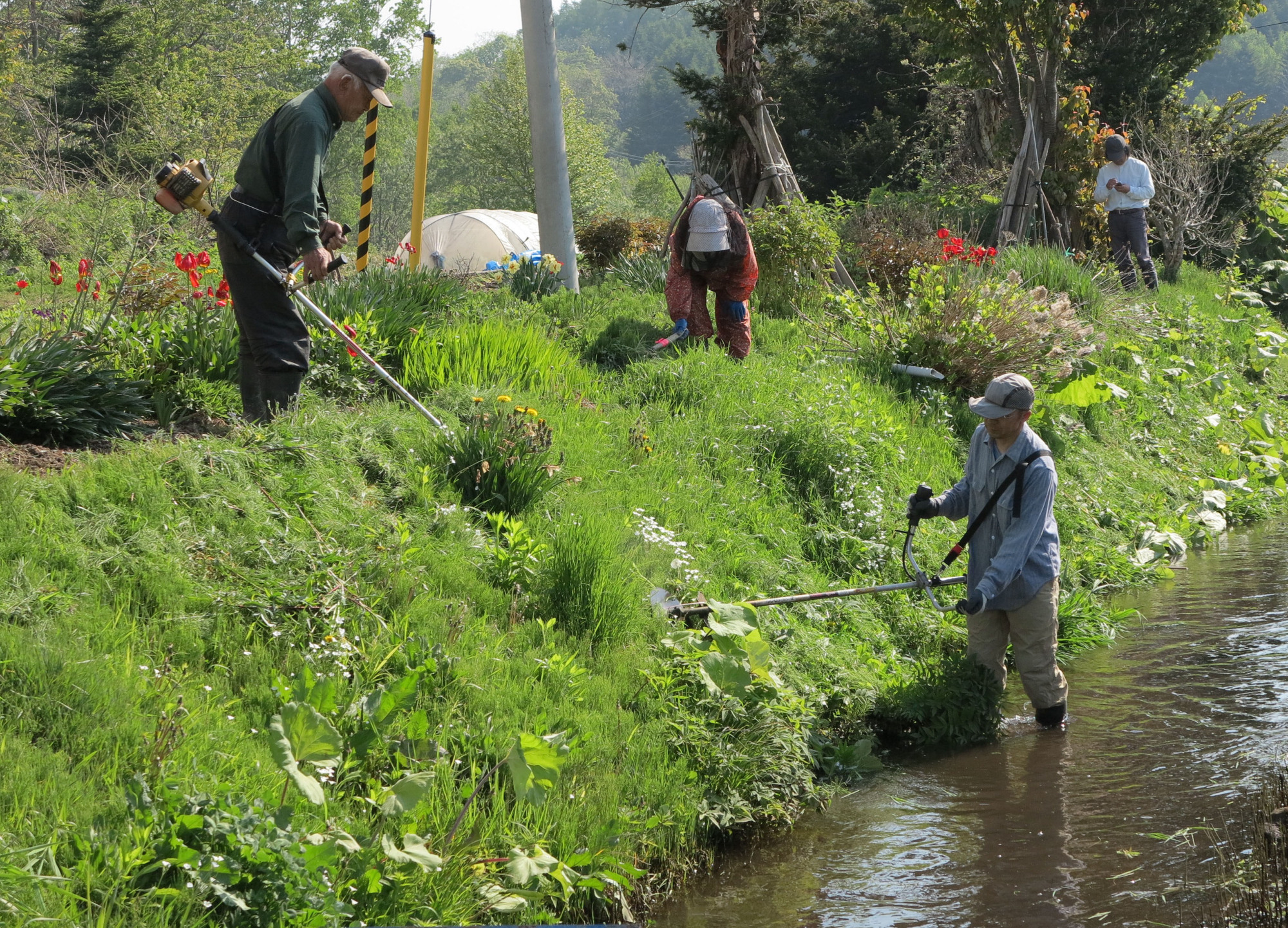 People cut grass around the historical Arishima Irrigation Channel in Niseko, Hokkaido. | TOWN OF NISEKO